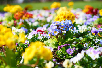 Primroses in blossom                             
