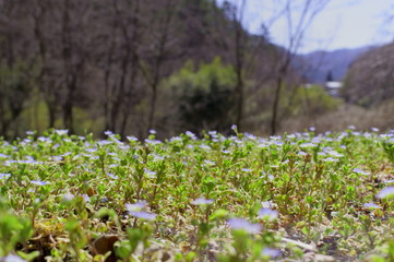 Persian speedwell, Bird's-eye