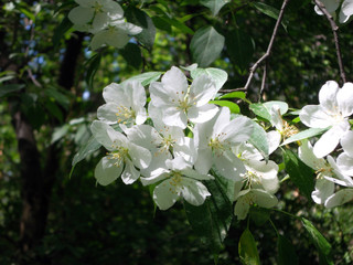 white flowers of apple tree