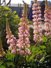 flowers in the garden