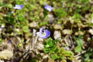 Persian speedwell, Bird's-eye