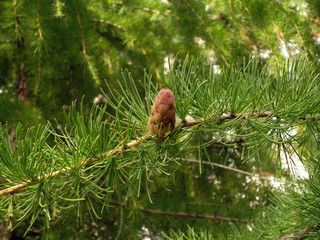 snail on tree