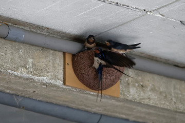 Hirondelles rustiques, nourrissage © Patrick
