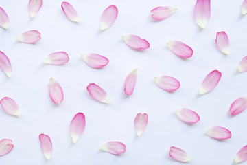 Pink lotus petals on white.