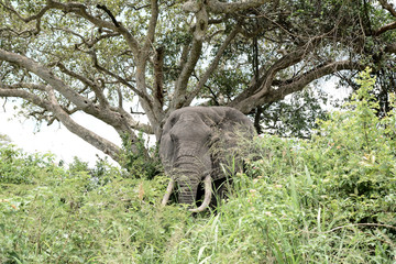 Elephant in the tree in Uganda