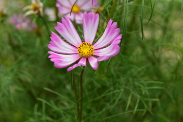 Obraz premium Beautiful Chrysanthemum Plants