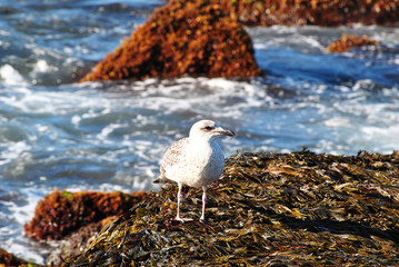 Seagull on a Beautiful Rocky Shore Line in Maine, USA