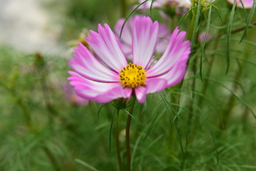 Fototapeta premium Beautiful Chrysanthemum Plants