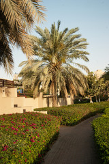 Fototapeta na wymiar green park with palm tree and jogging path
