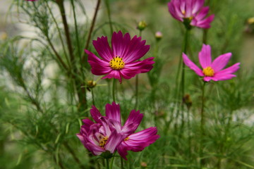 Obraz premium Beautiful Chrysanthemum Plants