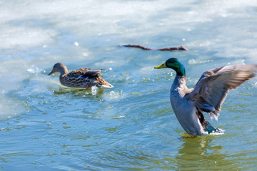 The duck and drake resting on the ice of city spring pond or lake in the sunny day