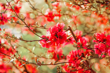 Spring flowers. Flowering bush. bush branches with pink flowers