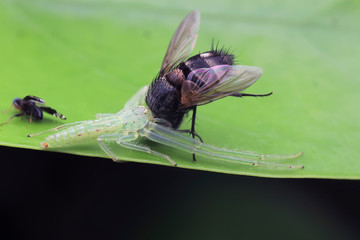 spider eat flies