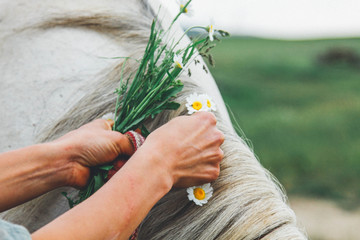 Female hands braid in a gray mane of a horse of a chamomile