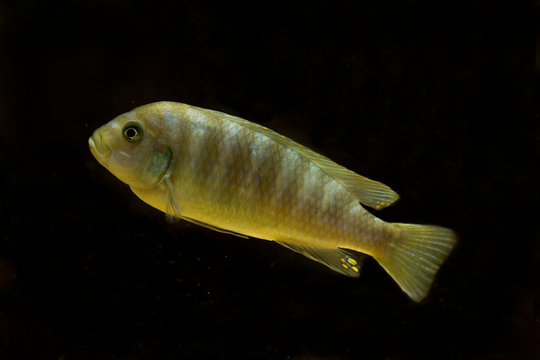 Lombardoi mbuna, kenyi mbuna, kennyi mbuna, kenyi cichlid (Maylandia lombardoi).