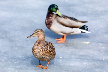 The duck and drake resting on the ice of city spring pond or lake in the sunny day
