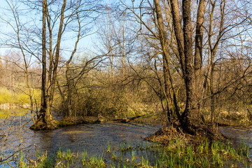 bog in spring forest