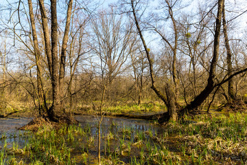 Fototapeta na wymiar marsh in spring forest