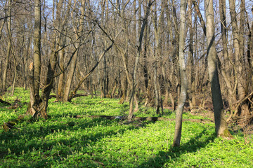 meadow in spring forest