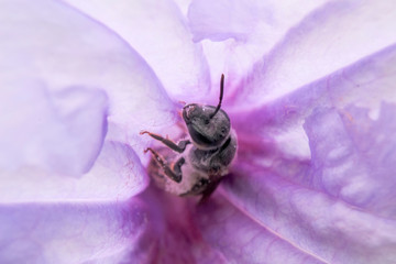 bee in purple flower