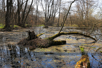 boп in deep spring forest