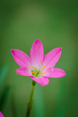 purple rain lily flower