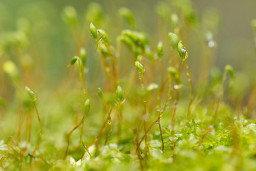 moss,plant,macro,green,spore,nature,pohlia,environment,capsules,closeup,forest,red,detail,nutans,spring,natural,background,season,outdoor,wet,small,leaf,grass,flora,spores,sporophyte,texture,mossy,clo