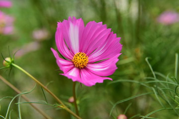 Beautiful Chrysanthemum Plants