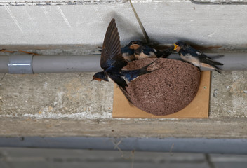 Hirondelles rustiques, nourrissage © Patrick