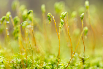 moss,plant,macro,green,spore,nature,pohlia,environment,capsules,closeup,forest,red,detail,nutans,spring,natural,background,season,outdoor,wet,small,leaf,grass,flora,spores,sporophyte,texture,mossy,clo