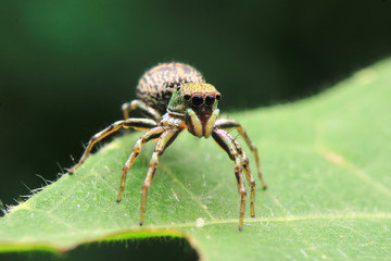 jumping spider exotic asian borneo