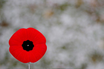 Red poppy pin on spotty snowy background