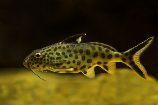  Upside-down catfish (Synodontis grandiops).
