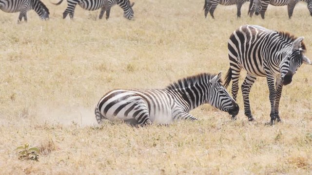 a 180p slow motion clip of a zebra on its back rolling in dust at ngorongoro crater in tanzania