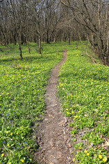 Fototapeta na wymiar pathway on spring flowers meadow