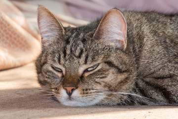 Fototapeta na wymiar Close-up view of the cute sleepy cat face.