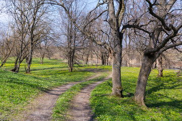 pathway among oak trees