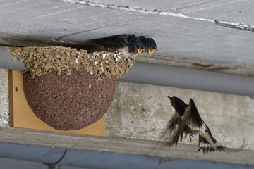 Hirondelles rustiques, nourrissage © Patrick