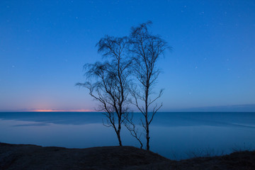 Silhouettes of rare birch trees on the edge of a sandy cliff on the Baltic seashore