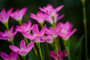 purple rain lily flower