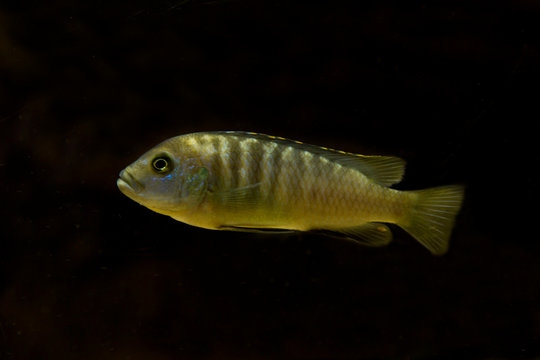 Lombardoi mbuna, kenyi mbuna, kennyi mbuna, kenyi cichlid (Maylandia lombardoi).