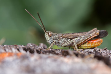 Field Grasshopper (Chorthippus brunneus) -male