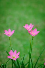 Fototapeta premium purple rain lily flower