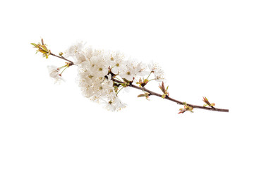 Sakura cherry tree white spring flowers branch isolated on white