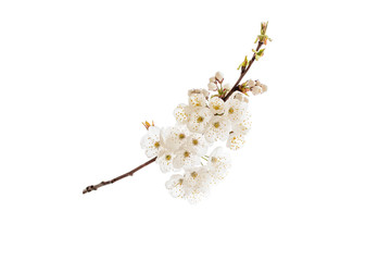 Sakura cherry tree white spring flowers isolated on white