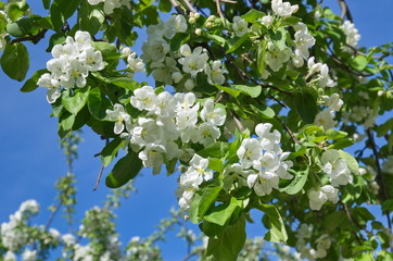 Blooming Apple tree against the blue sky