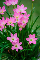 purple rain lily flower