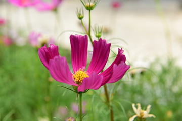 Beautiful Chrysanthemum Plants