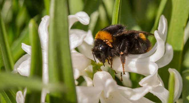 Bombus terrestri queen with her nest mites