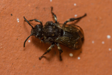 Melecta albifrons cuckoo bee